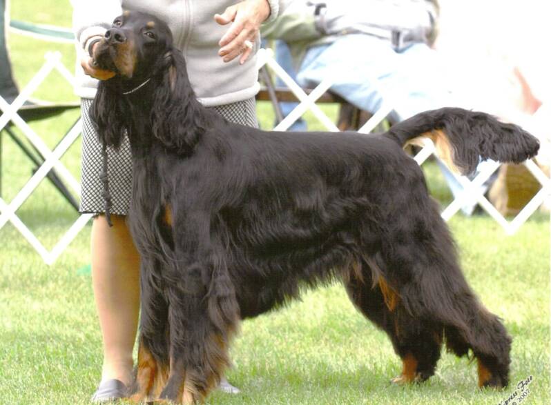 Hillock Show Dogs